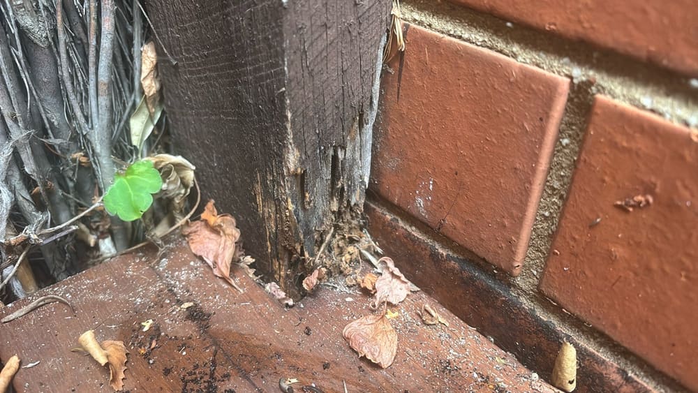 Termite activity evidence, recorded during a building and pest inspection in South Yarra